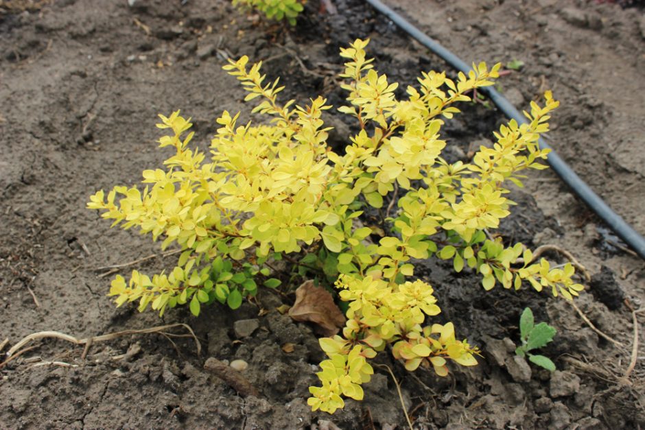 BERBERIS THUNBERGII AUREA - arbusti ornamentali