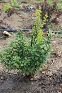 BERBERIS THUMBERGII POWWOW - arbusti ornamentali