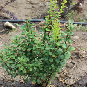 BERBERIS THUMBERGII POWWOW - arbusti ornamentali