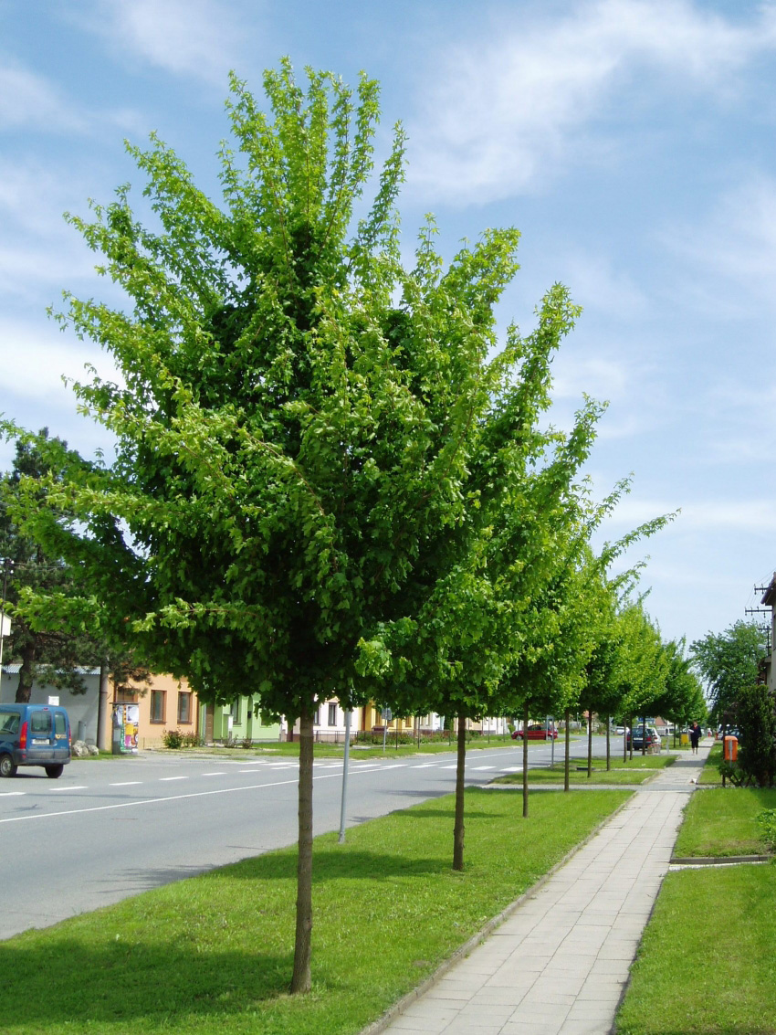 Acer Campestre Elsrijk