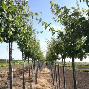 Acer Campestre (Jugastru)