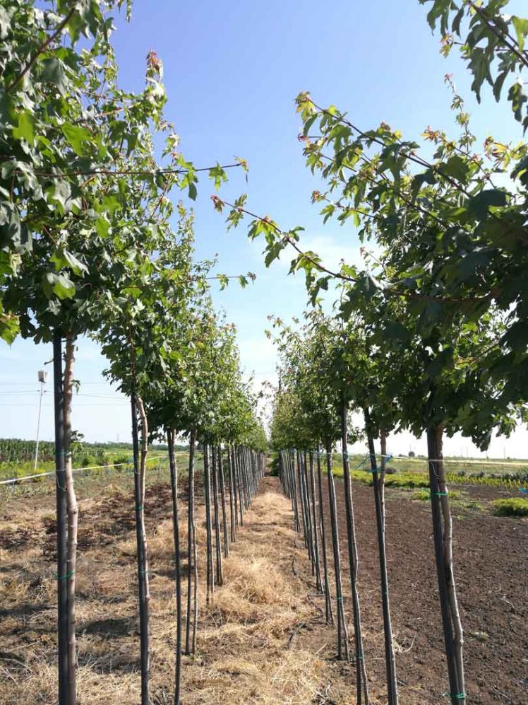 Acer Campestre (Jugastru)