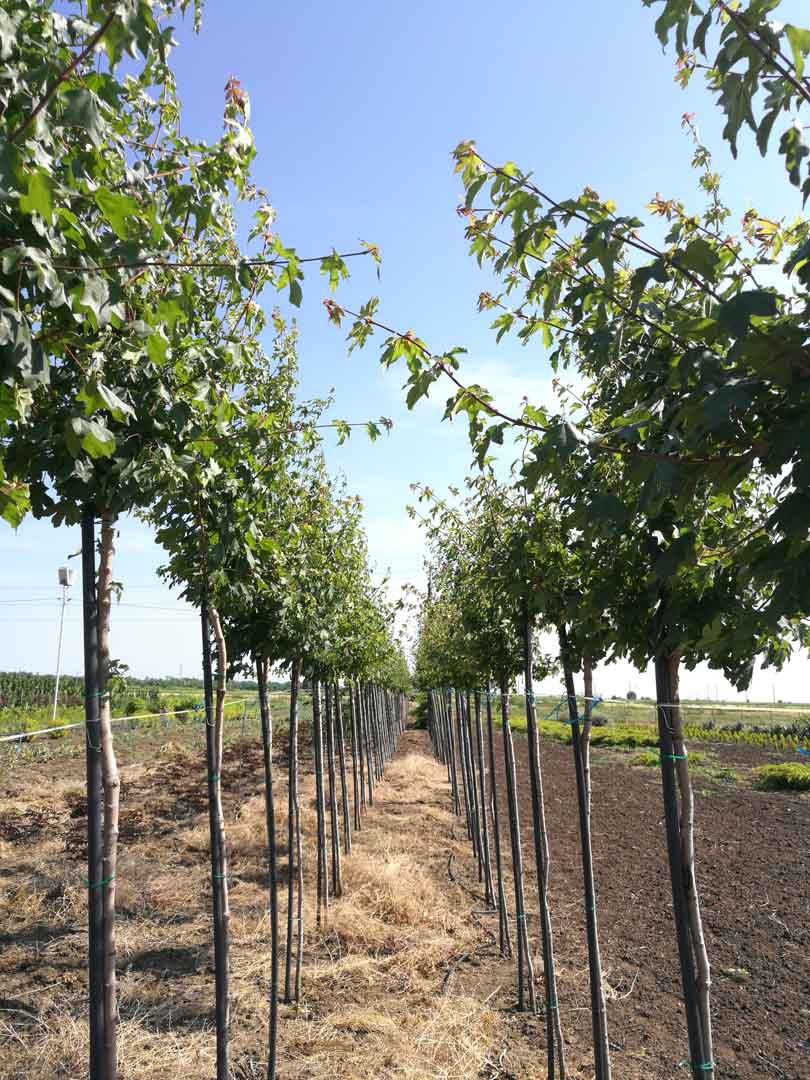 Acer Campestre (Jugastru)