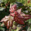 Acer campestre Red Shine