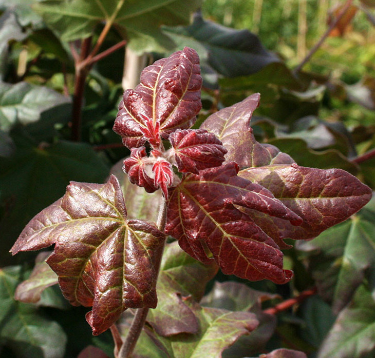 Acer campestre Red Shine