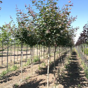 Arbori ornamentali - Acer campestre Red Shine