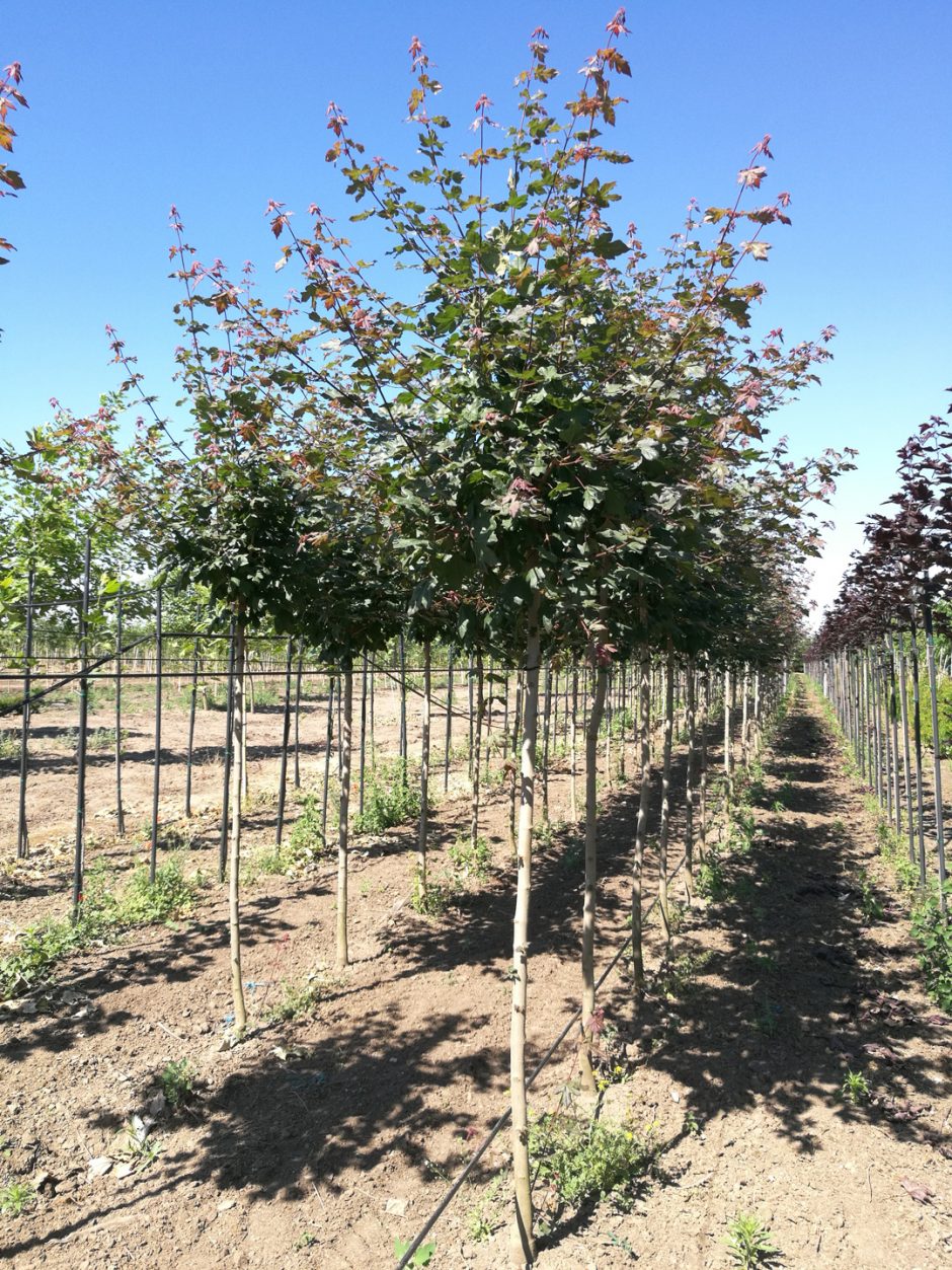 Arbori ornamentali - Acer campestre Red Shine