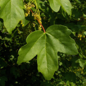 Acer Campestre Elsrijk frunza