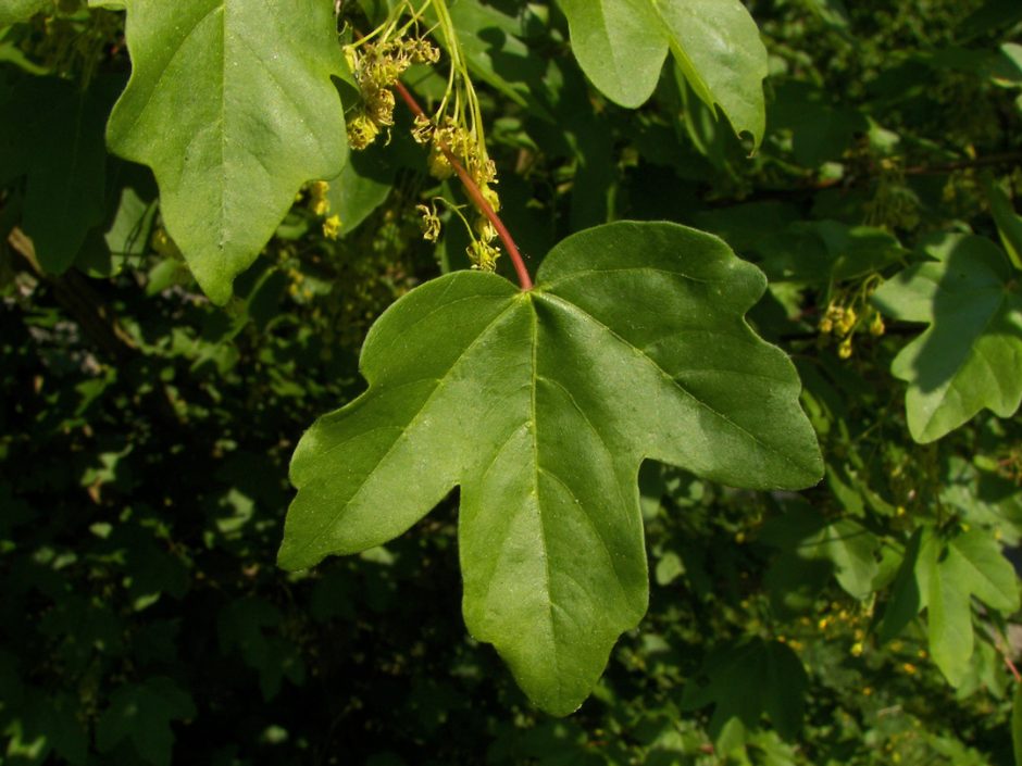 Acer Campestre Elsrijk frunza