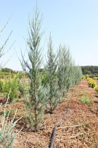 JUNIPERUS BLUE ARROW | Conifere