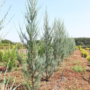 JUNIPERUS BLUE ARROW | Conifere