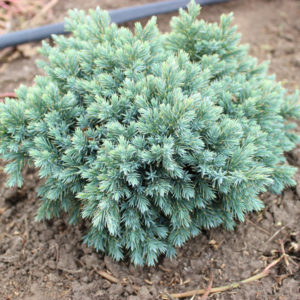 JUNIPERUS BLUE STAR | Conifere