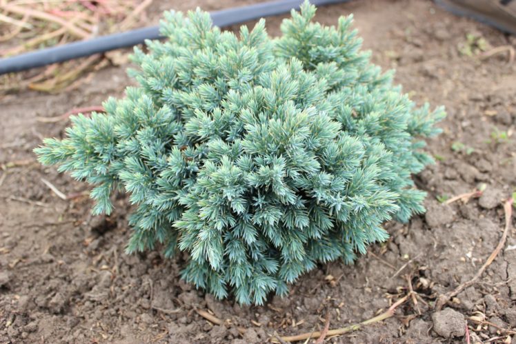 JUNIPERUS BLUE STAR | Conifere