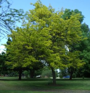 Gleditsia triacanthos - Puieti forestieri