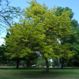 Gleditsia triacanthos - Puieti forestieri