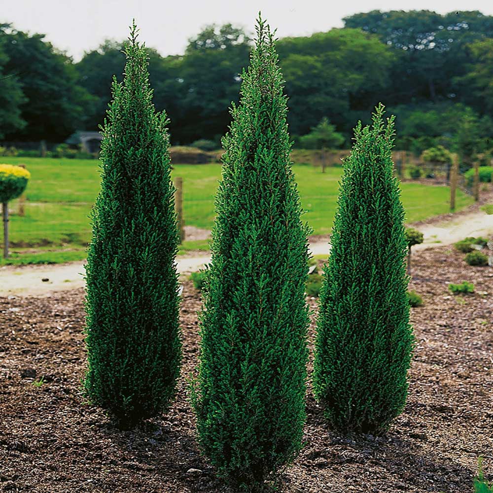 juniperus