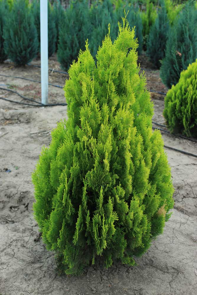 Thuja Orientalis `pyramidalis Aurea` Periland