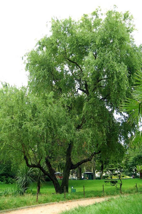 Salix Matsudana `tortuosa` Periland