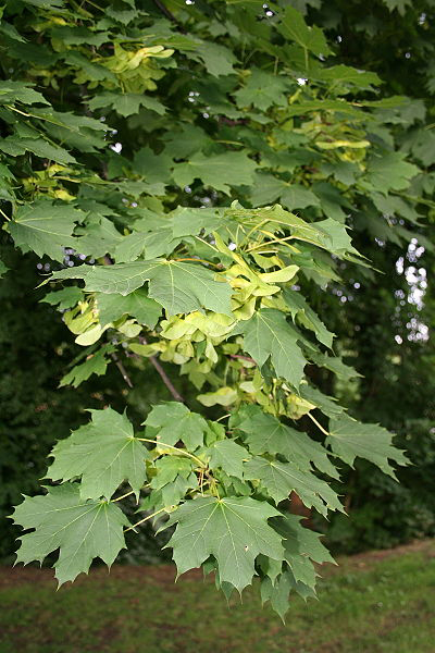 Acer platanoides frunza si fruct