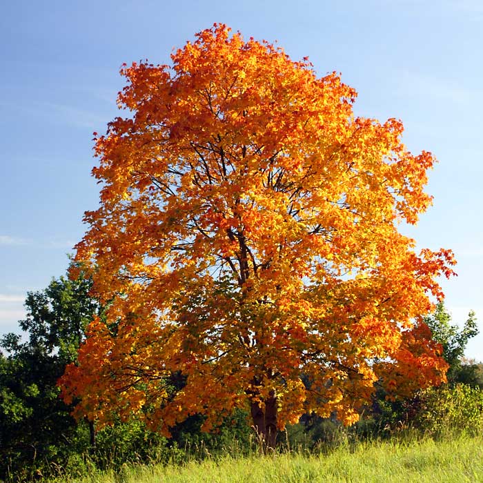 Acer platanoides toamna